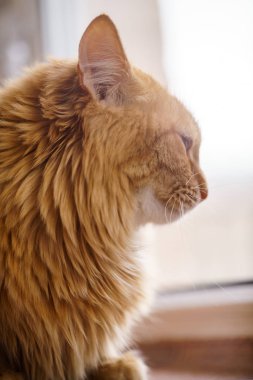 Kahverengi kedi, kırmızı erkek kedi, Ginger Cat