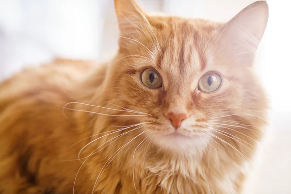 Коричневий кіт, Червоний кіт чоловічого, імбир кішка — стокове фото