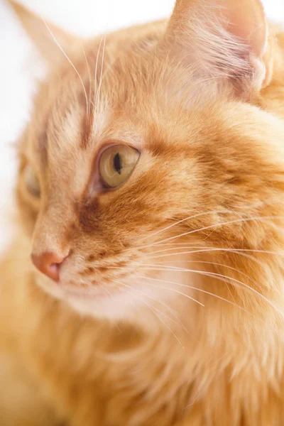 Kahverengi kedi, kırmızı erkek kedi, Ginger Cat