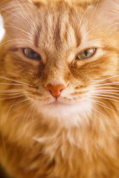 Brun katt, röd hane katt, Ginger Cat — Stockfoto