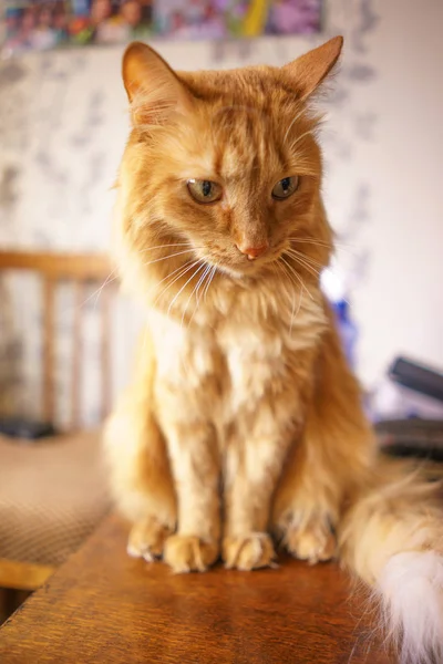 Brun katt, röd Tabby hane katt, Ginger Cat — Stockfoto