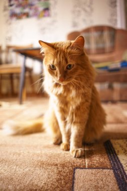 Kahverengi kedi, kırmızı erkek kedi, Ginger Cat 