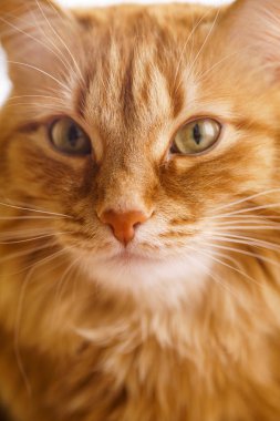 Kahverengi kedi, kırmızı erkek kedi, Ginger Cat