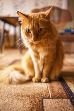 Kahverengi kedi, kırmızı erkek kedi, Ginger Cat 