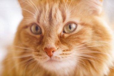 Kahverengi kedi, kırmızı erkek kedi, Ginger Cat