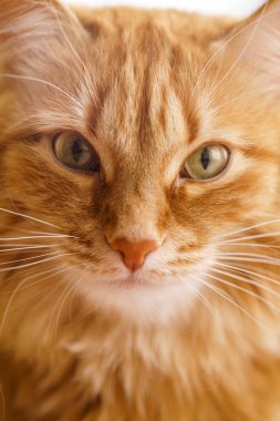 Kahverengi kedi, kırmızı erkek kedi, Ginger Cat