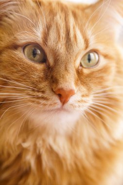 Kahverengi kedi, kırmızı erkek kedi, Ginger Cat