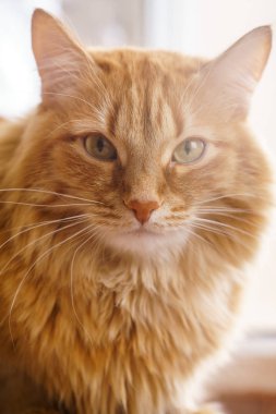 Kahverengi kedi, kırmızı erkek kedi, Ginger Cat