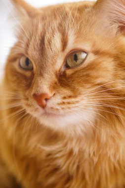 Kahverengi kedi, kırmızı erkek kedi, Ginger Cat