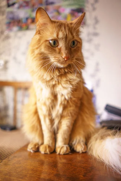 Brązowy kot, czerwony pręgowany kocur, imbir Cat — Zdjęcie stockowe