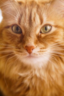 Kahverengi kedi, kırmızı erkek kedi, Ginger Cat