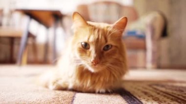 Kahverengi kedi, kırmızı tekir erkek kedi, Ginger Cat