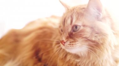 Kahverengi kedi, kırmızı tekir erkek kedi, Ginger Cat