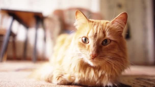 Bruine kat, rood Cyperse kater, gember kat — Stockvideo