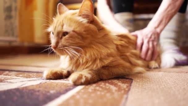 Braune Katze, rot gestromte Rüde, Ingwerkatze — Stockvideo