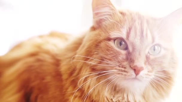 Kahverengi kedi, kırmızı tekir erkek kedi, Ginger Cat — Stok video