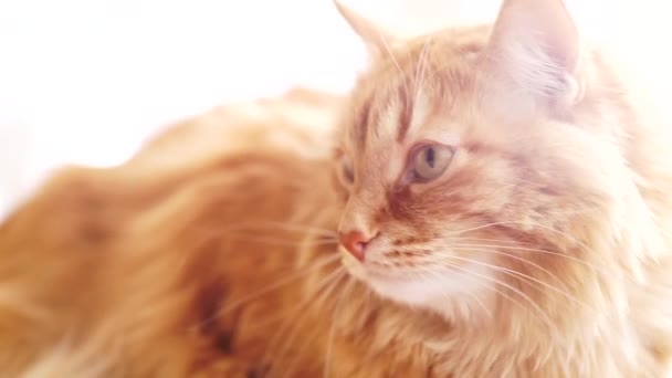 Hnědá kočka, červené mužské mourovatá kočka, zázvor kočka — Stock video