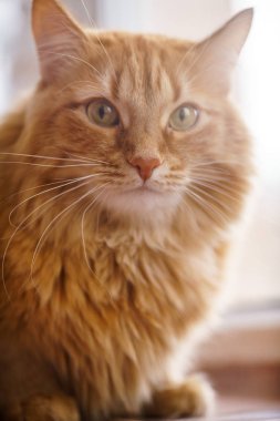 Kahverengi kedi, kırmızı erkek kedi, Ginger Cat