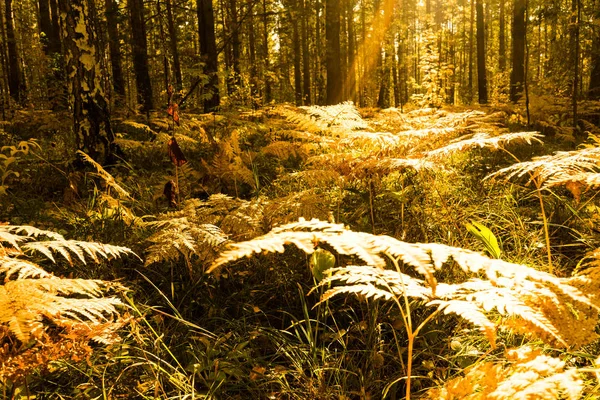 Bosque de helecho de cerca — Foto de Stock