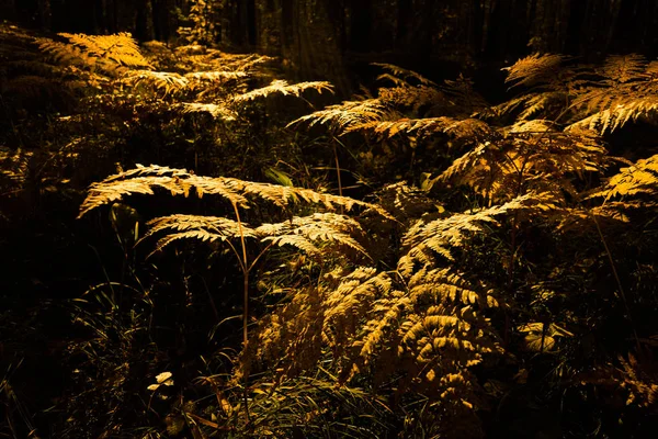 Forest Fern Close Up — Stock Photo, Image