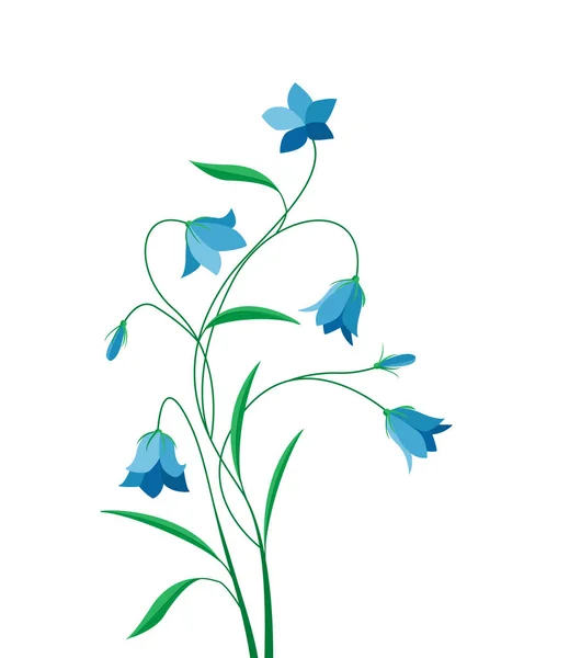 Καλοκαιρινό λουλούδι campanula — Διανυσματικό Αρχείο