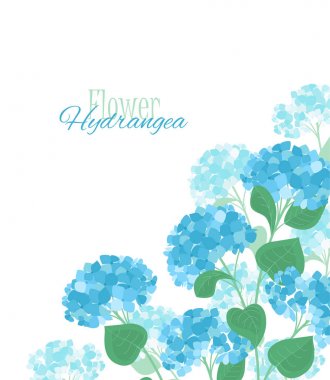 Vektör ortanca çiçek