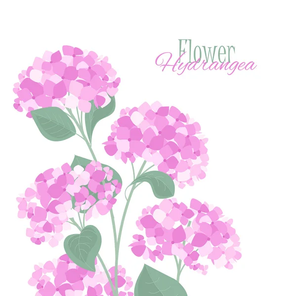 Vector hydrangea flower