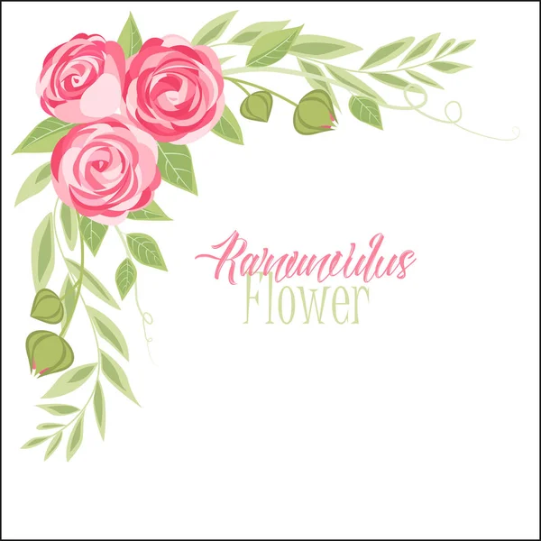 Vector ranunculus flor — Archivo Imágenes Vectoriales
