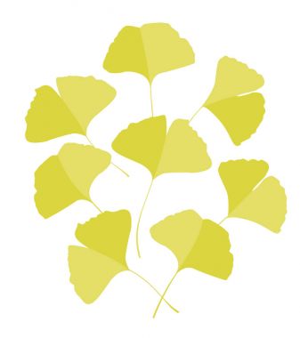 Ginkgo biloba yaprakları