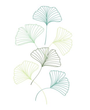 Ginkgo biloba yaprakları