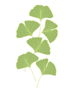 Ginkgo biloba yaprakları