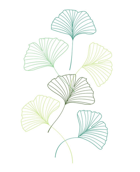 Листья гинкго билоба