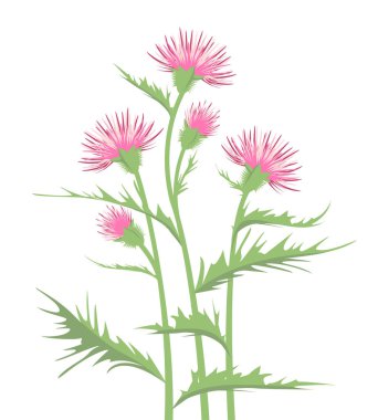 Thistle yaprakları ile