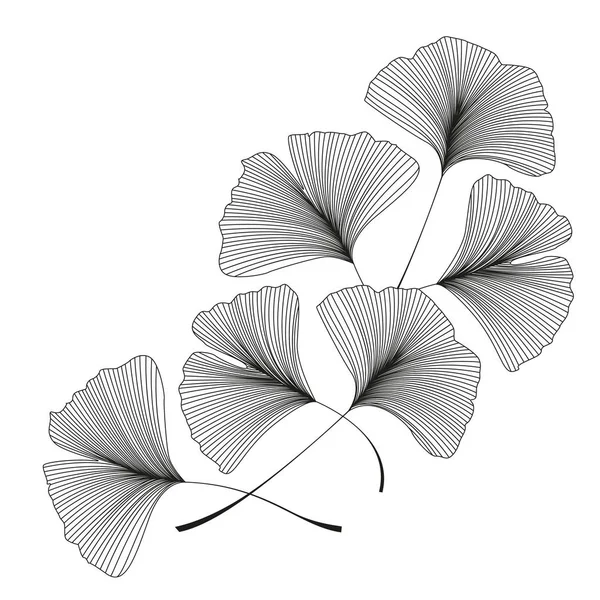 Ginkgo biloba hojas — Vector de stock