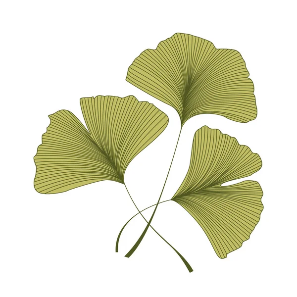 Листья гинкго билоба — стоковый вектор