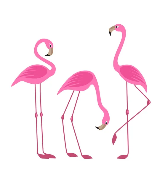 Flamingos de aves tropicais —  Vetores de Stock