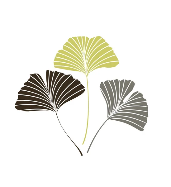 Feuilles de ginkgo biloba — Image vectorielle