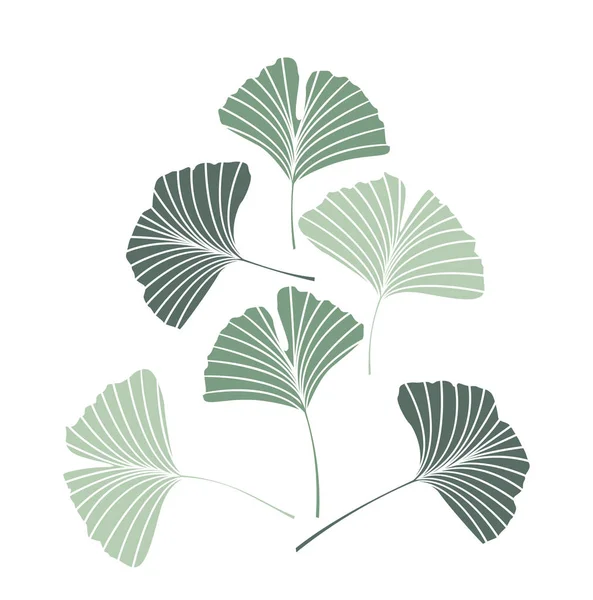 Ginkgo biloba bladeren — Stockvector