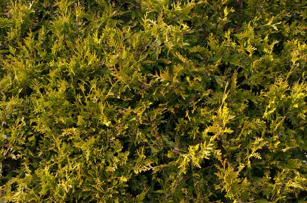 Une vue détaillée de la couronne d'un arbuste . — Photo
