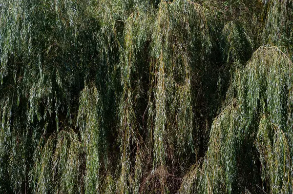 Ağaç taç ayrıntılı bir görünümünü.