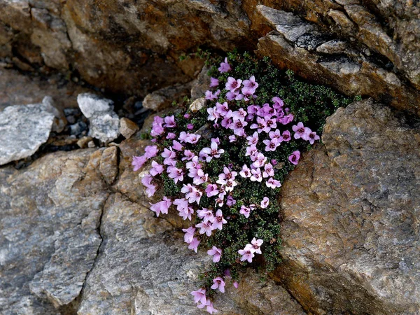 Flor Que Crece Laderas Montaña Terrenos Rocosos — Foto de Stock