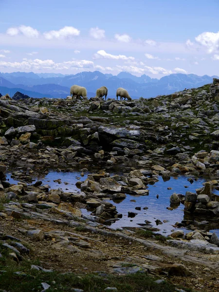 Tres Ovejas Están Buscando Comida Terreno Rocoso Montañoso —  Fotos de Stock