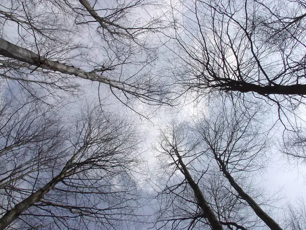 Uma Vista Céu Sobre Árvores Árvores Folhosas Que Caíram Folhas — Fotografia de Stock