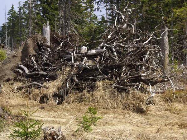 Skog Som Stormen Passerade Endast Bruten Och Omkullvälta Träd Kvar — Stockfoto