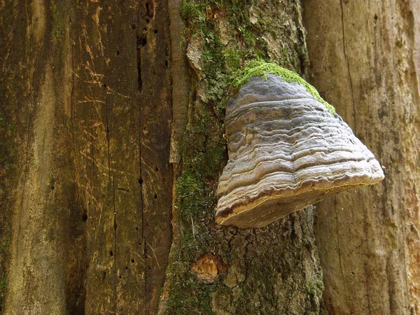 Bumpy Sponge Called Trouncatex Latin Name Fomes Fomentarius Woodpecker Grows — Stock Photo, Image