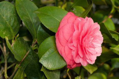 Kamelya denir süs çalı çiçek