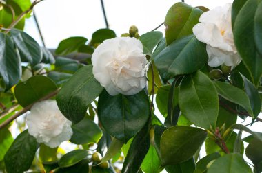 Kamelya denir süs çalı çiçek