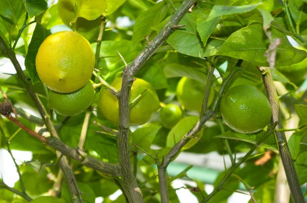 温室で栽培の果物とレモン 柑橘系の果物 — ストック写真
