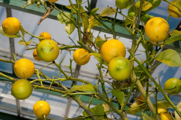 Limone Con Frutta Coltivata Serra Agrumi — Foto Stock