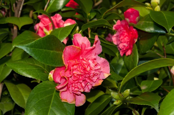 Květ Okrasný Keř Který Nazývá Camellia — Stock fotografie
